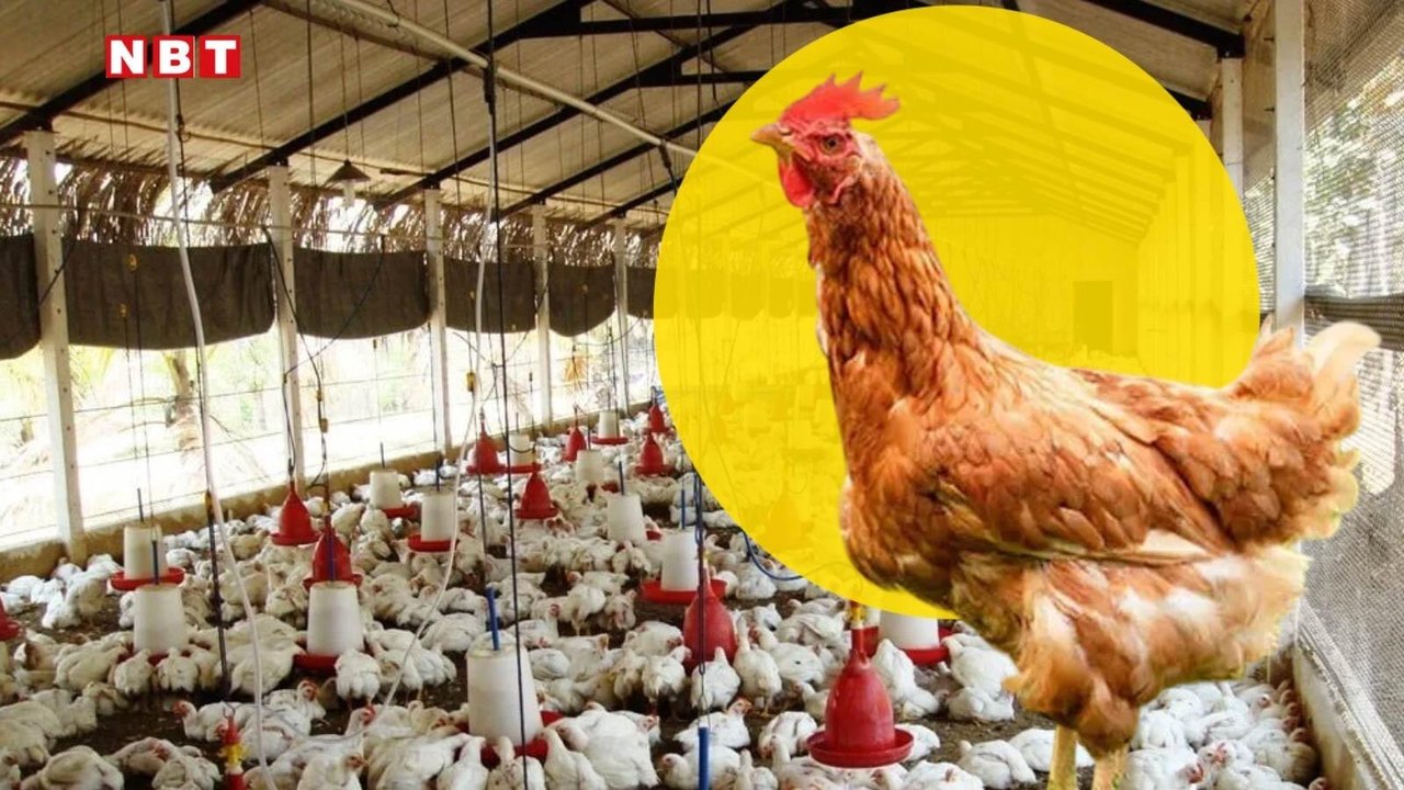 Government Offers Up to ₹25 Lakh Subsidized Loans for Poultry Farming Under NLM: Check Eligibility and Application Process
