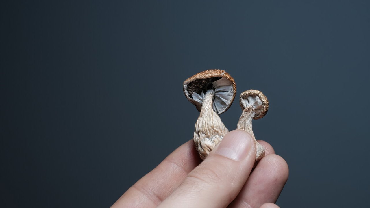 New Human Data Indicates Potential for Psilocybin to Reduce Inflammation — article featured image