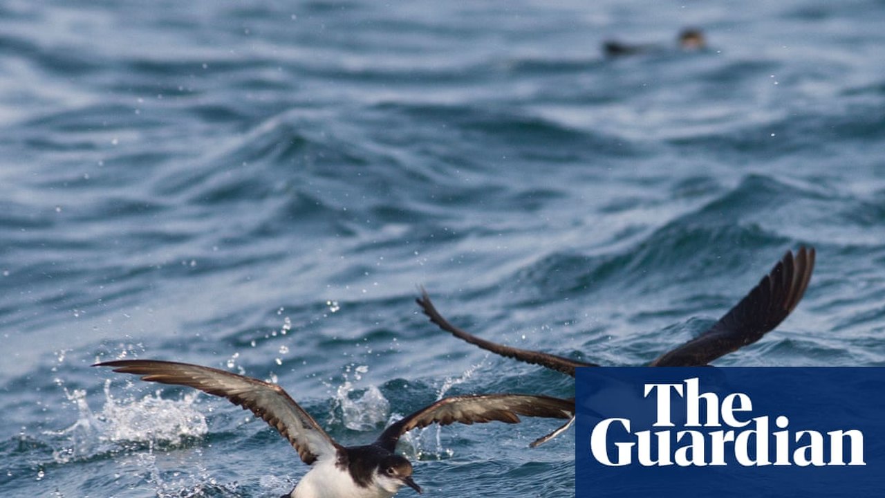 How Jet Lag Throws Foraging Seabirds Off Course, Oxford Study Reveals