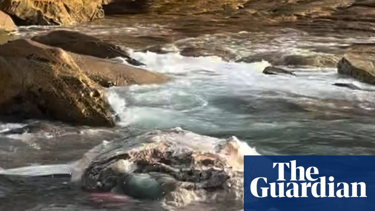 Decomposed Whale Carcass Closes Two Popular Sydney Beaches