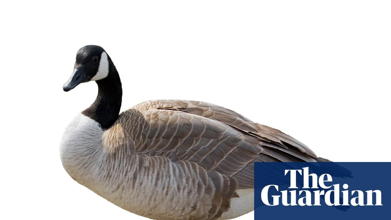 Test Your Knowledge: Weekly News Quiz Explores Elections, Budgets, and Geese