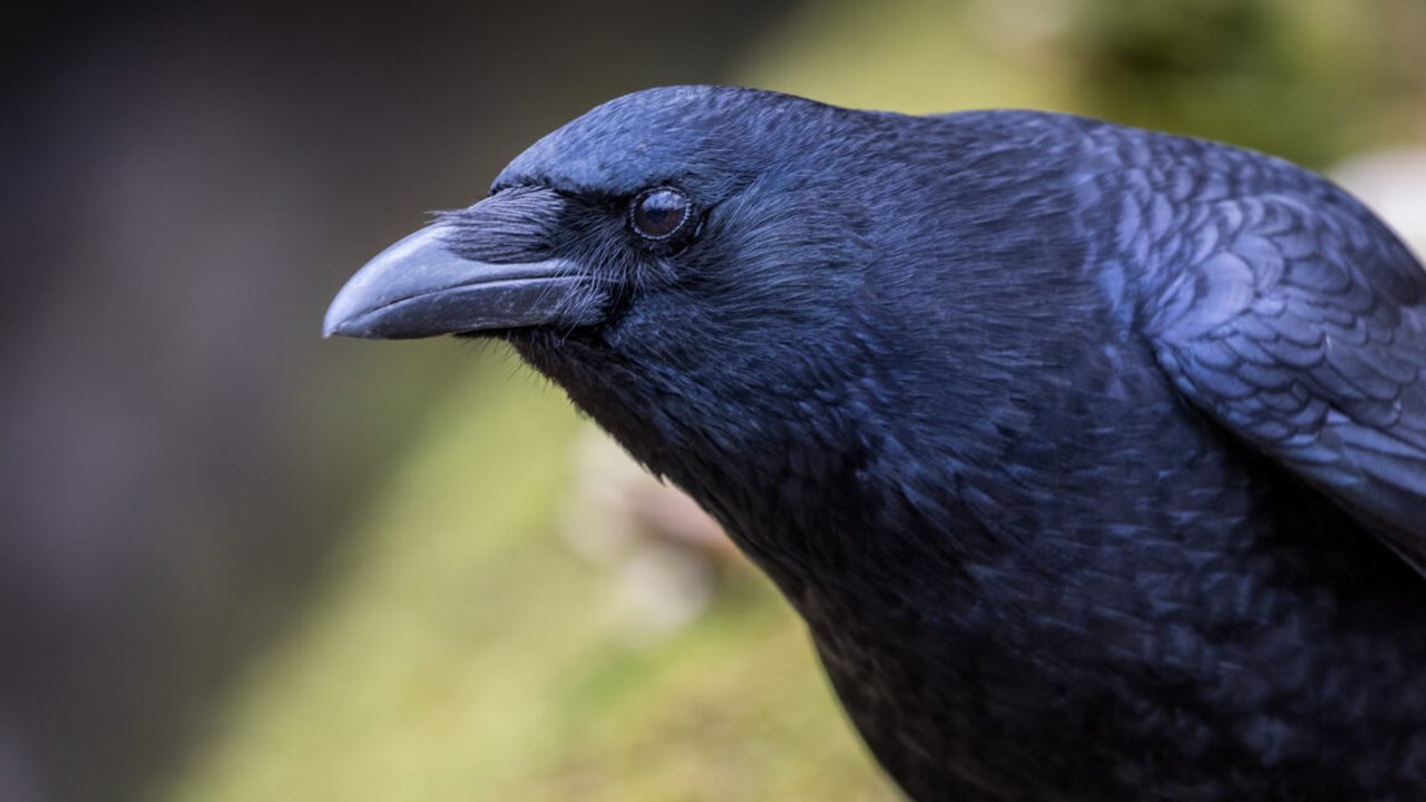Crows Evaluate Visual Information Twice as Fast as Primates, Study Finds