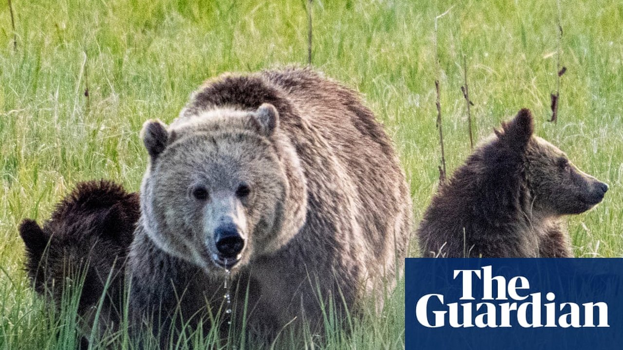 New Federal Rule Reinstates Bear Baiting Practices on Alaska Public Lands — article featured image