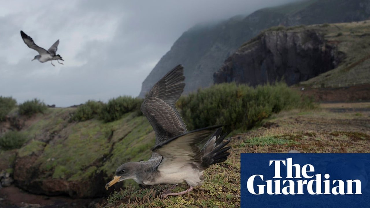 Why a Remote Atlantic Island Turns Off Its Public Lights Every Autumn to Save Seabirds